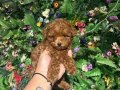 Poodle akademi 