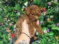 Poodle akademi 