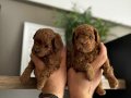 Poodle akademi