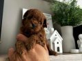Poodle akademi