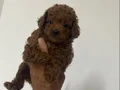Poodle akademi