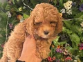 Poodle akademi