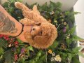 Poodle akademi