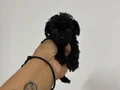 Poodle akademi