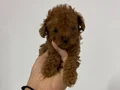 Poodle akademi