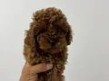 Poodle akademi
