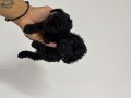 Poodle akademi