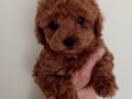 Poodle Akademi Safkan Poodle Yavrularımız