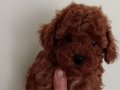 Poodle Akademi Safkan Poodle Yavrularımız