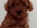Poodle Akademi Safkan Poodle Yavrularımız