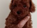 Poodle Akademi Safkan Poodle Yavrularımız