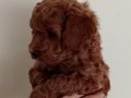 Poodle Akademi Safkan Poodle Yavrularımız