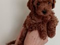 Poodle Akademi Safkan Poodle Yavrularımız