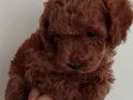 Poodle Akademi Safkan Poodle Yavrularımız