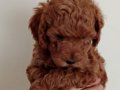 Poodle Akademi Safkan Poodle Yavrularımız