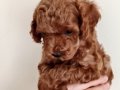 Poodle Akademi Safkan Poodle Yavrularımız