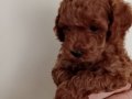 Poodle Akademi Safkan Poodle Yavrularımız