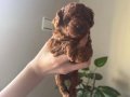 Poodle akademi Red Brown Poodle
