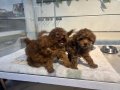 Poodle akademi Red Brown Poodle
