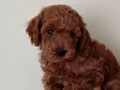 Poodle akademi Red Brown Poodle