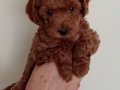 Poodle akademi Red Brown Poodle