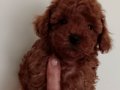 Poodle akademi Red Brown Poodle