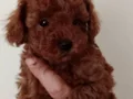 Poodle akademi Red Brown Poodle