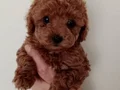 Poodle akademi Red Brown Poodle