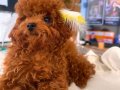 Poodle akademi Red Brown Poodle