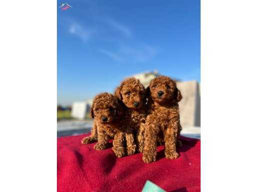 Orjinal Red Brown Toy Poodle yavrular