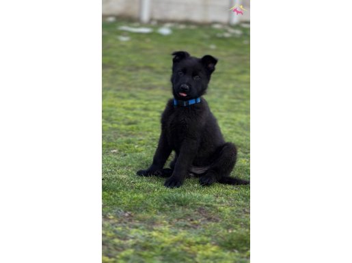 Secereli Siyah Alman Çoban Köpeği yavrularımız 
