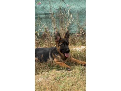 SECERELİ ŞAMPİYON YAVRULARIMIZ YENİ AİLESİNİ BEKLİYOR 