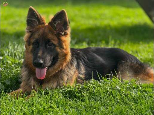 SECERELİ ALMAN ÇOBAN KÖPEĞİ YAVRUMUZ YENİ AİLESİNİ BEKLİYOR