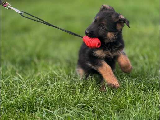 Secereli Elit Alman Çoban Köpeği Yavrumuz