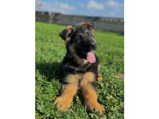 SECERELİ ALMAN KURDU YAVRUMUZ YENİ AİLESİNİ BEKLİYOR 