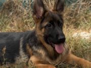 SECERELİ ŞAMPİYON YAVRULARIMIZ YENİ AİLESİNİ BEKLİYOR 