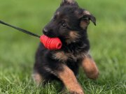 Secereli Elit Alman Çoban Köpeği Yavrumuz