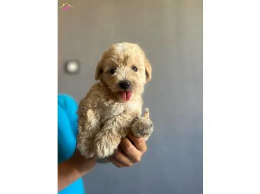 Sevimli Maltipoo yavrucuklarımız