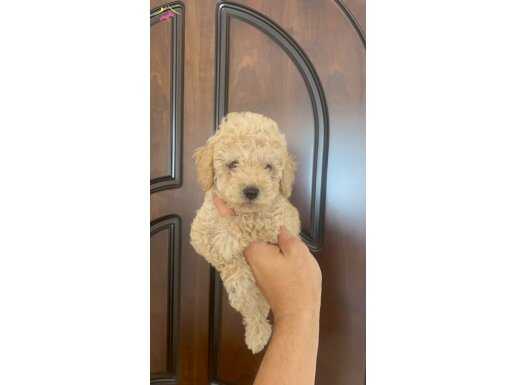 Gold Apricot Toy Poodle kızımız 