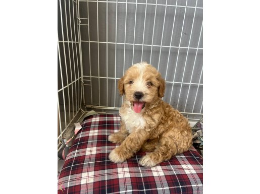 Sevimli Safkan Maltipoo Bebeklerimiz 