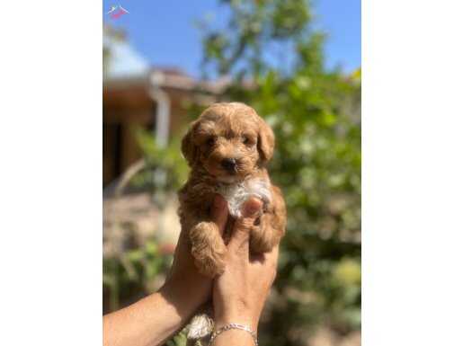 Red brown Maltipoo bebekler 