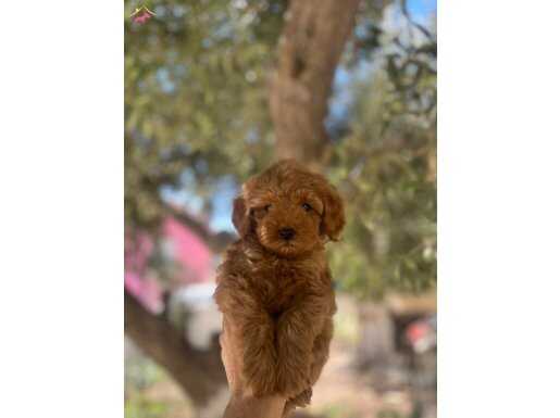 Uygun F2 Maltipoo yavrular 