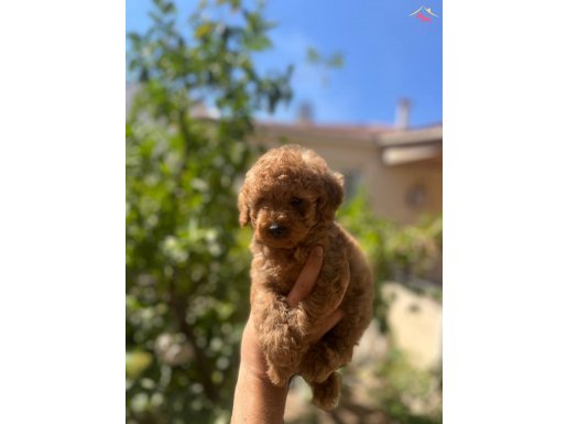 Uygun kilo ırk garantili Toy yavrum 