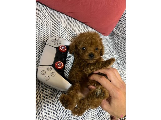 Kore kilo garantili Toy Poodle 