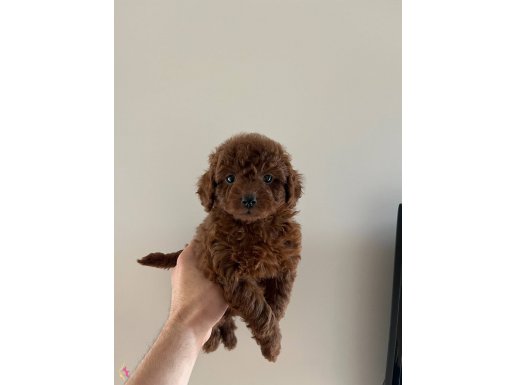 Teacup kore redbrown bebekler