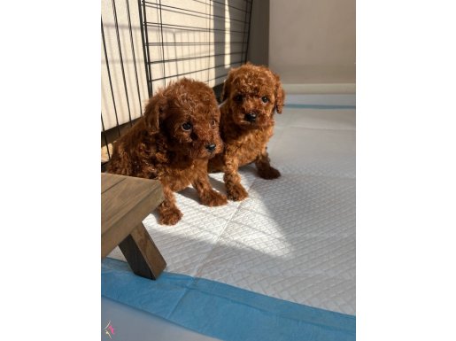 ırk ve sağlık garantili teacup bebekler 