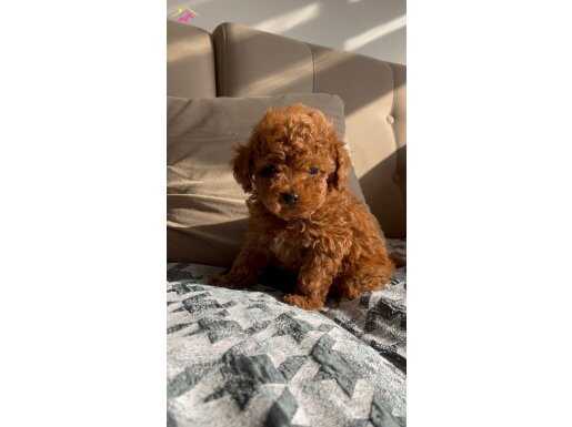 Kore Oyuncak mini toy bebekler 