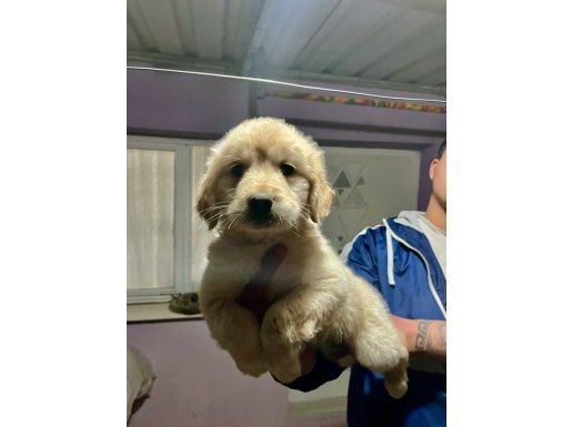 Dev adayı Babyface Golden Retriever bebekler 