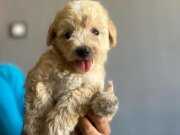 Sevimli Maltipoo yavrucuklarımız