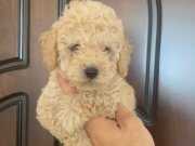 Gold Apricot Toy Poodle kızımız 